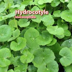 Hydrocotyle leucocephala